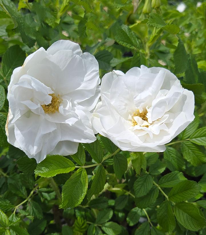 Rosa Blanc Double De Coubert