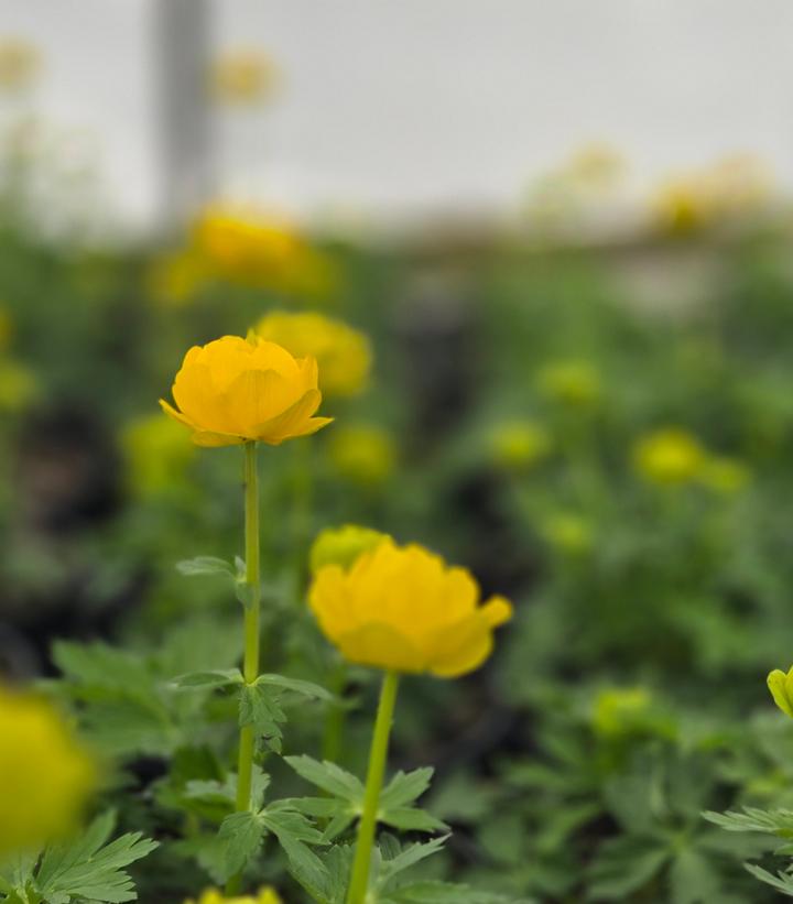 Trollius x cultorum 'Lemon Queen'