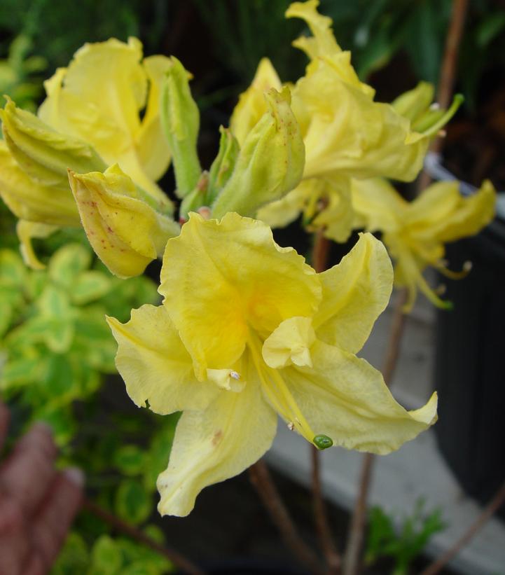 Azalea Northern Lights 'Lemon Lights'