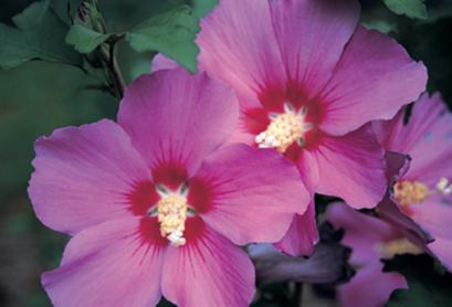 Details about   Hibiscus syriacus Violet SatinRose of Sharon10_seeds 