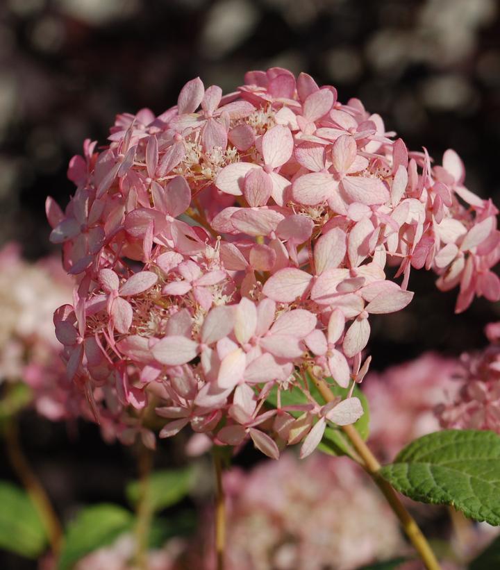 Hydrangea arborescens Invincibelle® Spirit