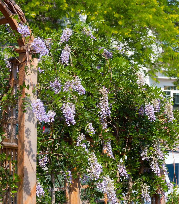 Wisteria macrostachya Summer Cascade™