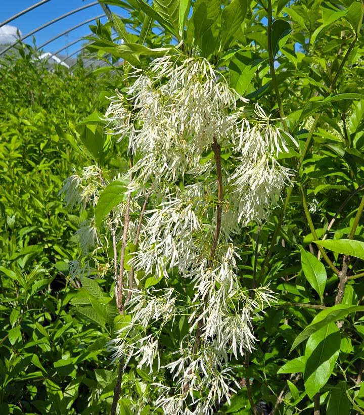 Chionanthus virginicus 