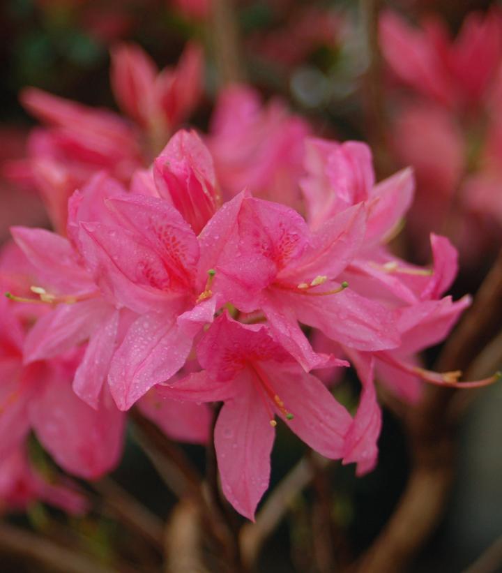 Azalea x 'Rosy Lights'