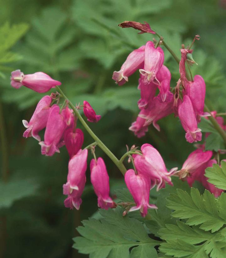 Dicentra formosa 'Luxuriant' Luxuriant Bleeding Heart from Prides