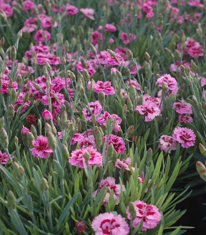 Dianthus x Everlast™ 'Lavender w/Eye'