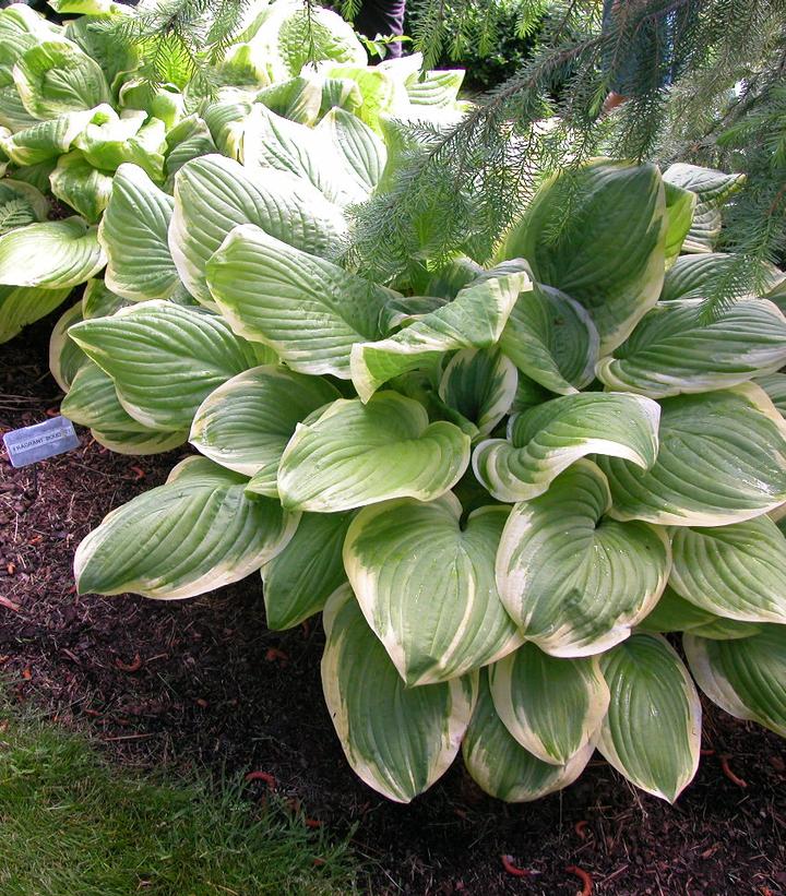 Hosta Fragrant Bouquet
