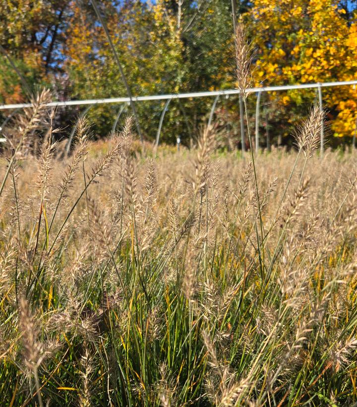 Pennisetum alopecuroides Little Bunny