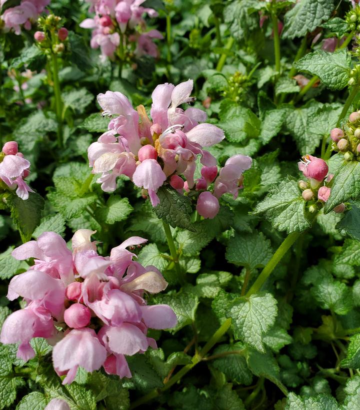 Lamium Pink Pewter