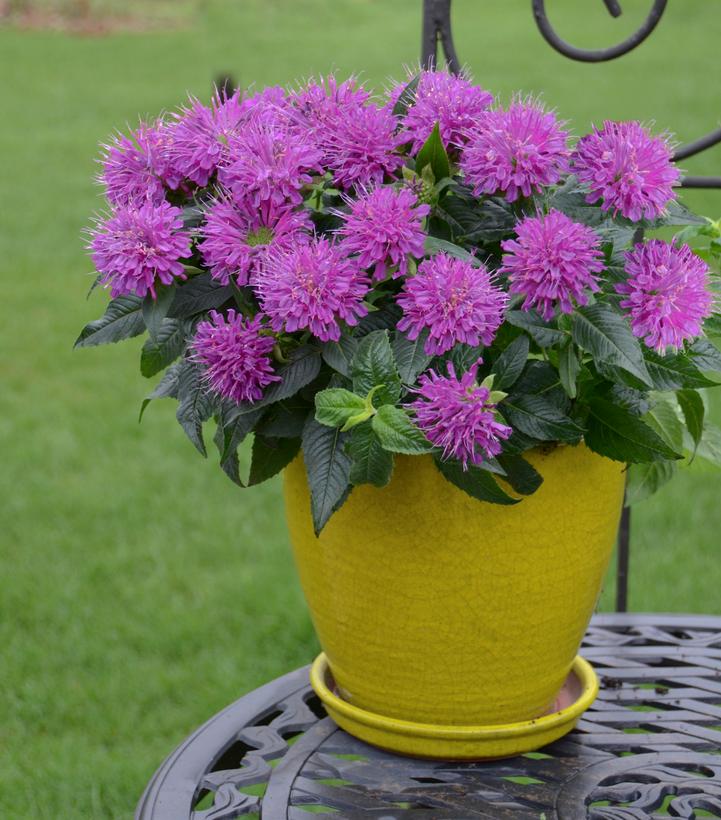 Monarda didyma Pardon My Purple