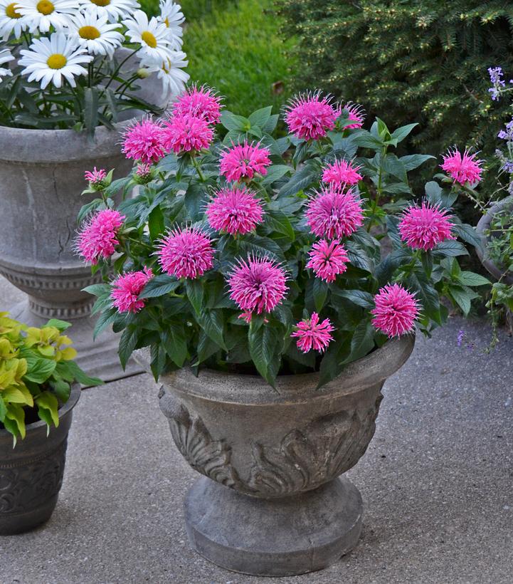 Monarda didyma Pardon My Pink