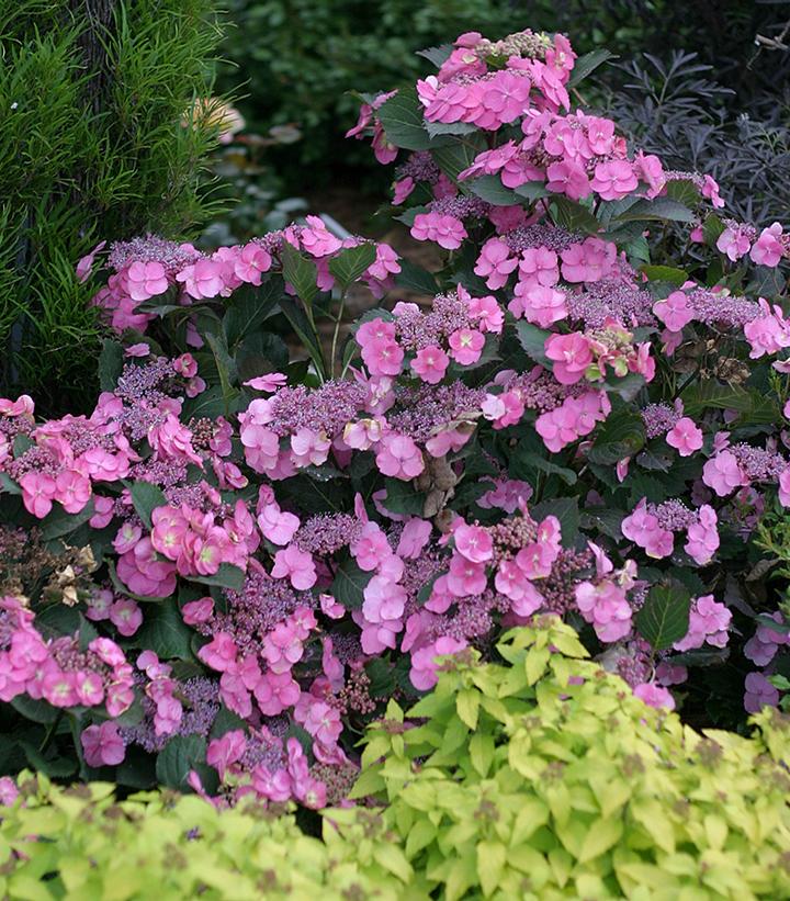 Image of Hydrangea serrata tuff stuff image 3