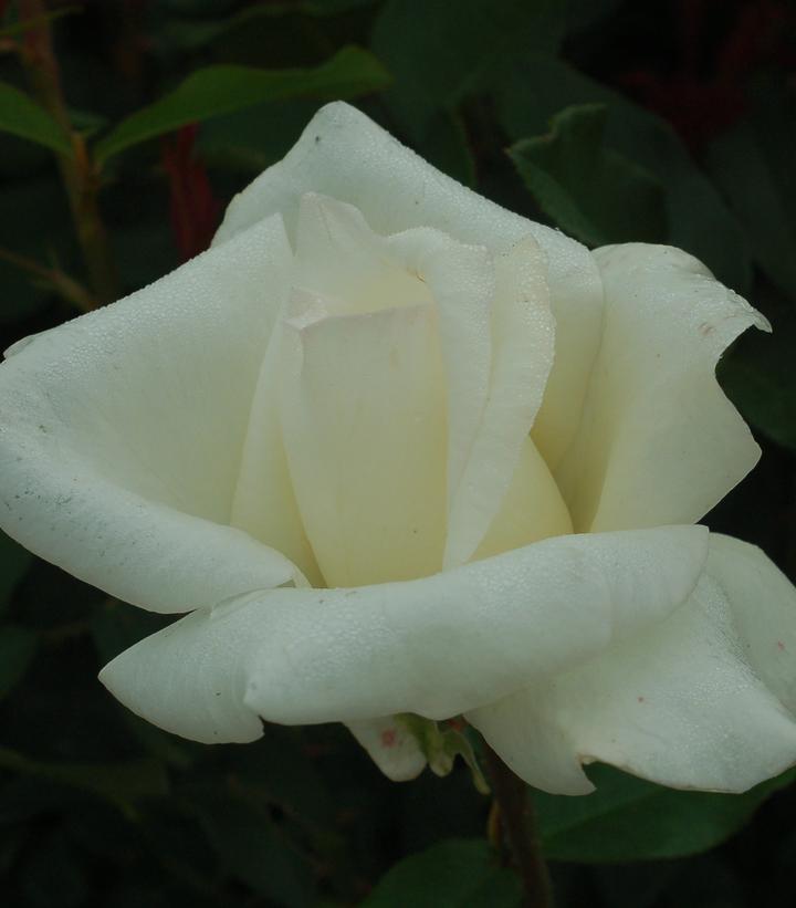 Rosa Honor™
