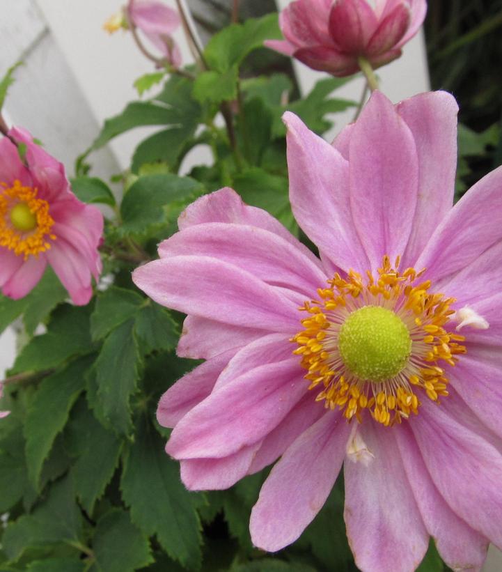 Anemone hupehensis 'Pretty Lady Emily' Pretty Lady Emily Windflower