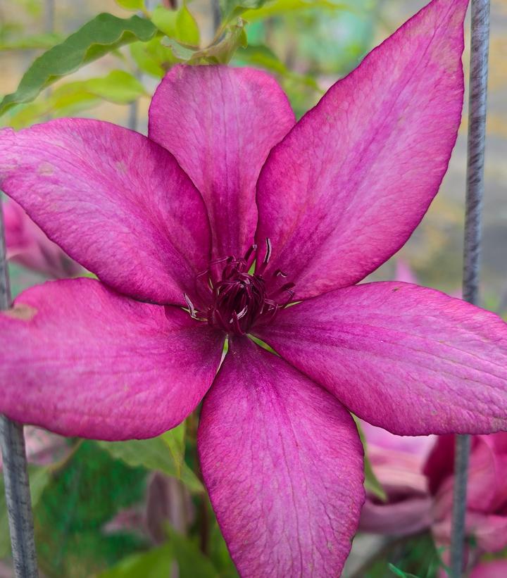 Clematis x Boulevard® Giselle™
