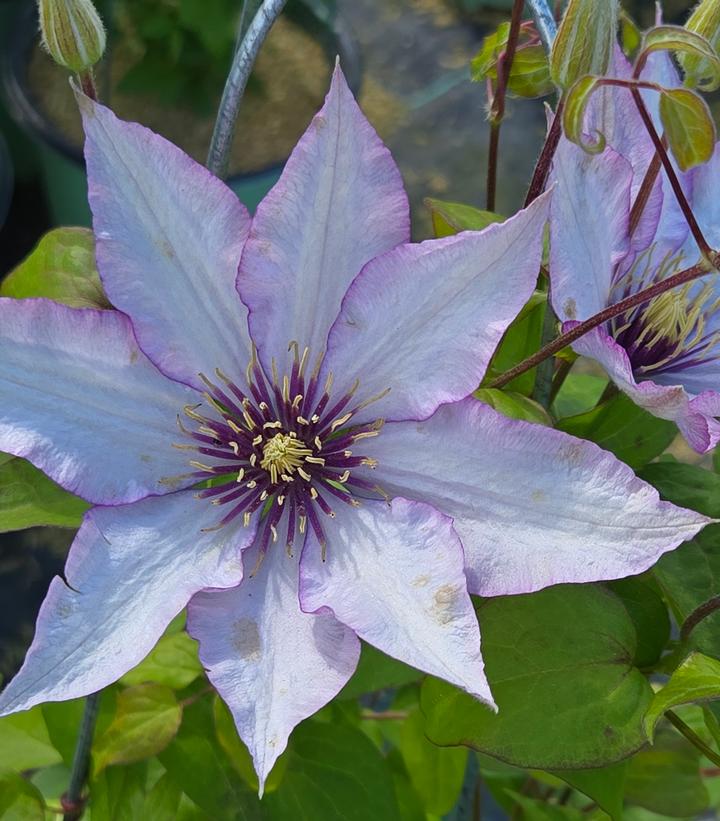 Clematis x Samaritan Jo™