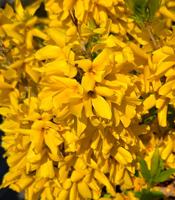 Forsythia Show Off® Sugar Baby®