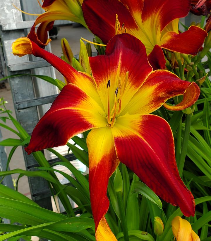 Flower Lily Rainbow Red
