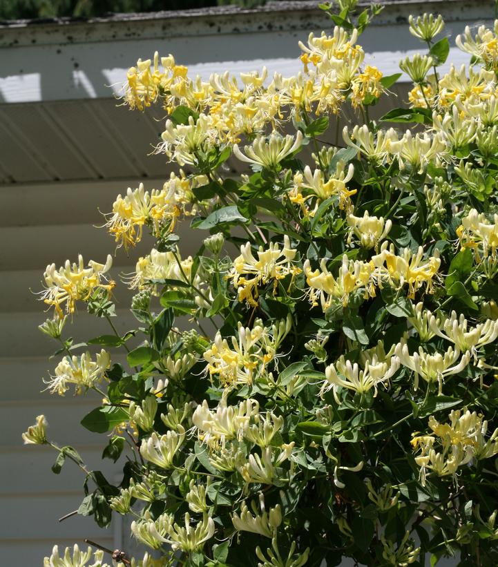 Lonicera periclymenum 'Scentsation'