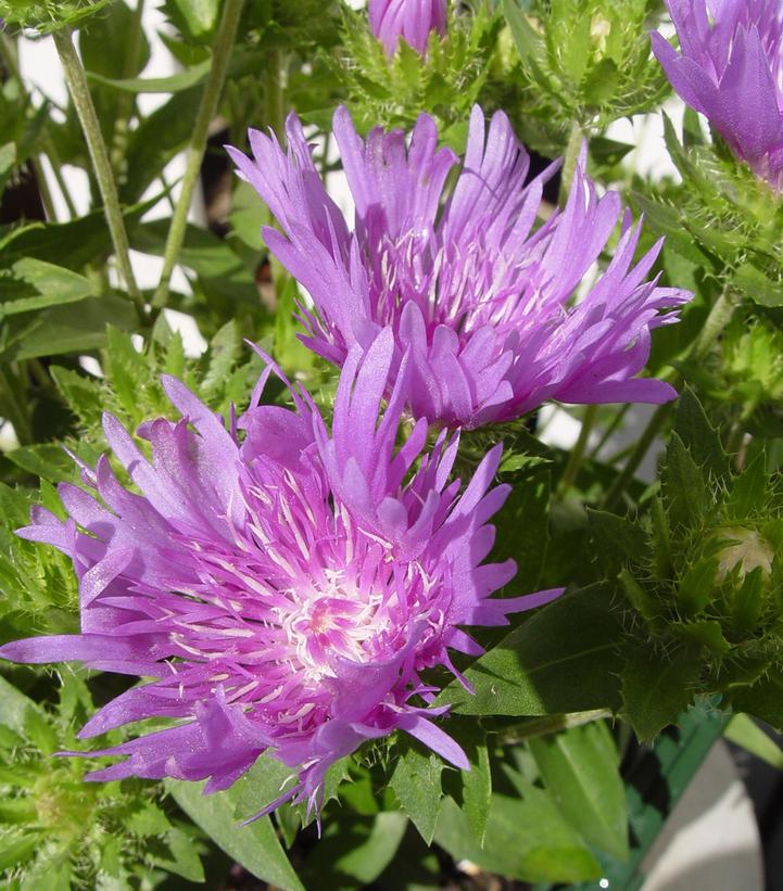 Stokesia laevis Mel's Blue