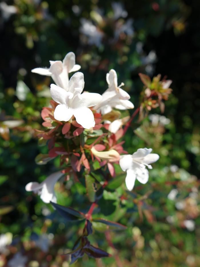 Abelia x grandiflora 