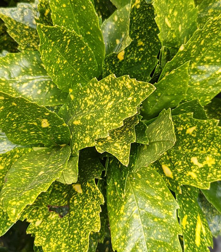 Aucuba japonica 'Variegata'