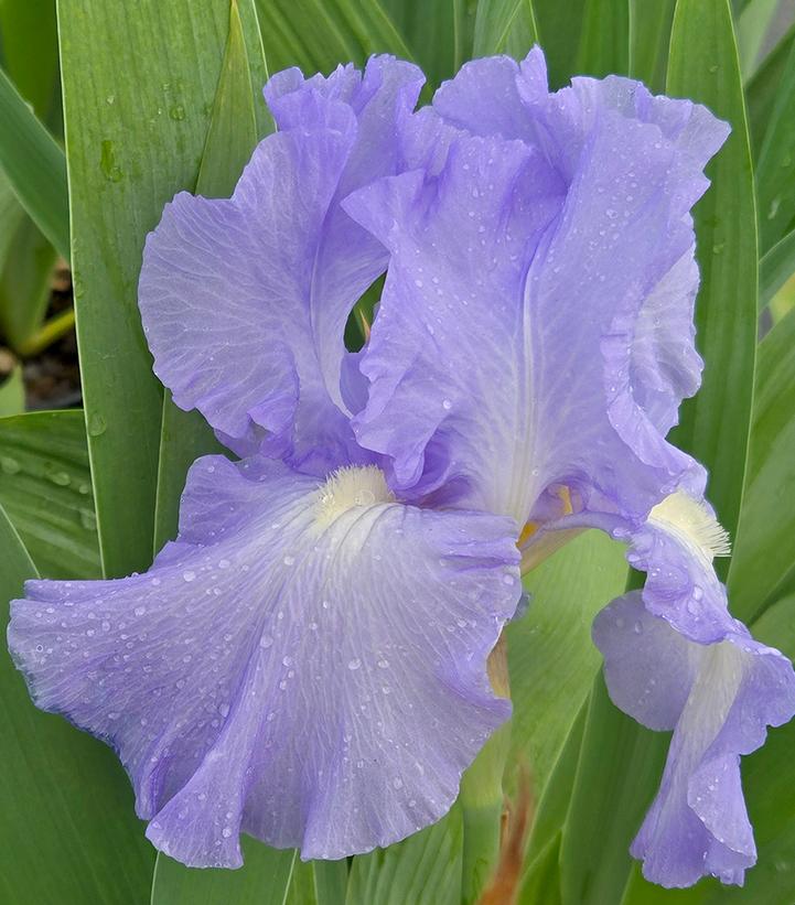 Iris germanica Victoria Falls