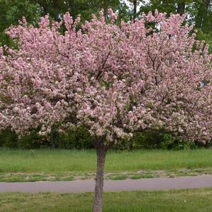 Malus Coralburst®