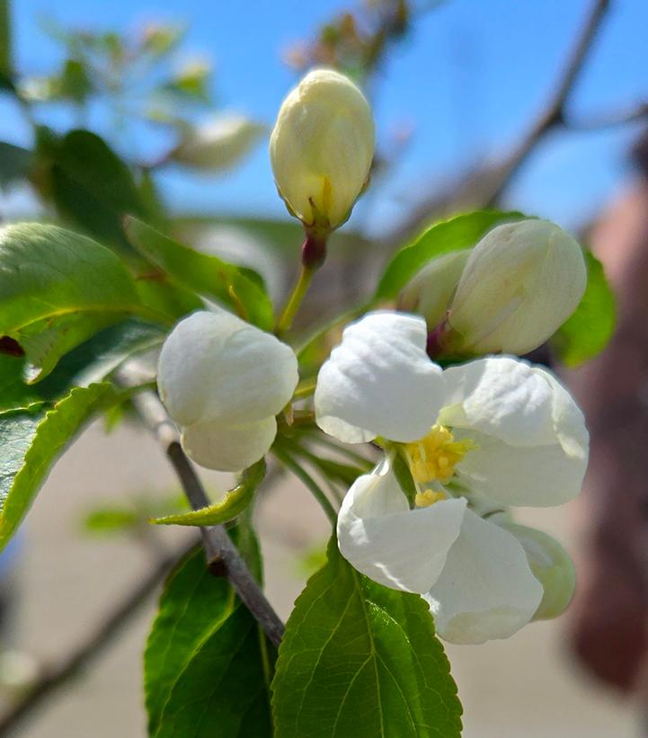 Malus 'Spring Snow'