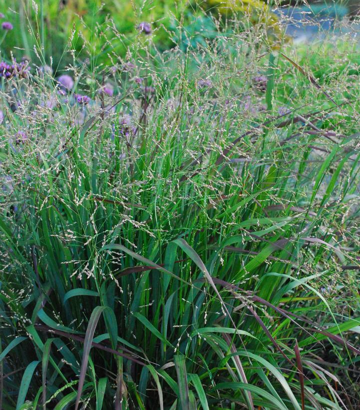 Panicum virgatum &amp;#39;Cape Breeze&amp;#39; Cape Breeze Switchgrass from Prides ...