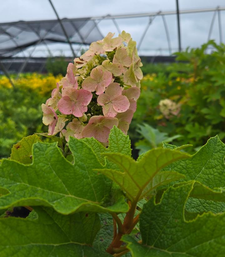 Hydrangea quercifolia 'Queen of Hearts'