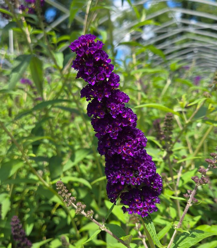 Buddleia davidii 'Black Knight'