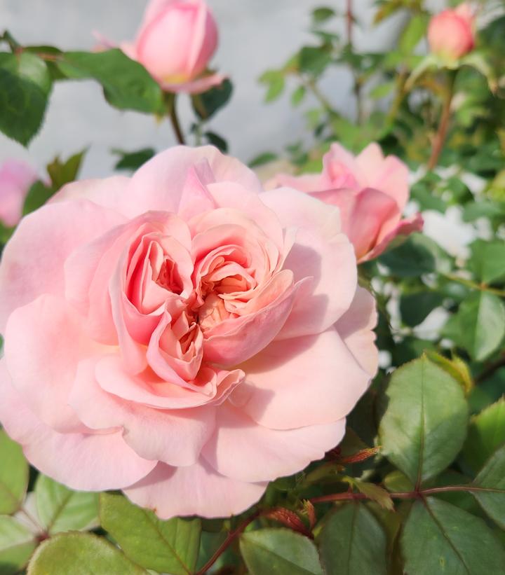 Rosa Boscobel