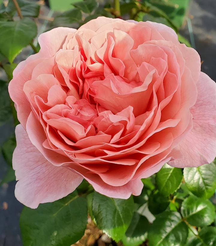 Rosa Strawberry Hill