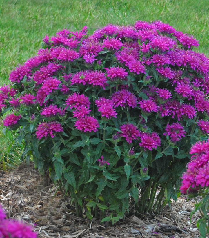 Grape Gumball Beebalm (Monarda 'Grape Gumball') in Richmond Fairfax Loudoun  Prince William Fredericks Virginia VA at Meadows Farms Nurseries