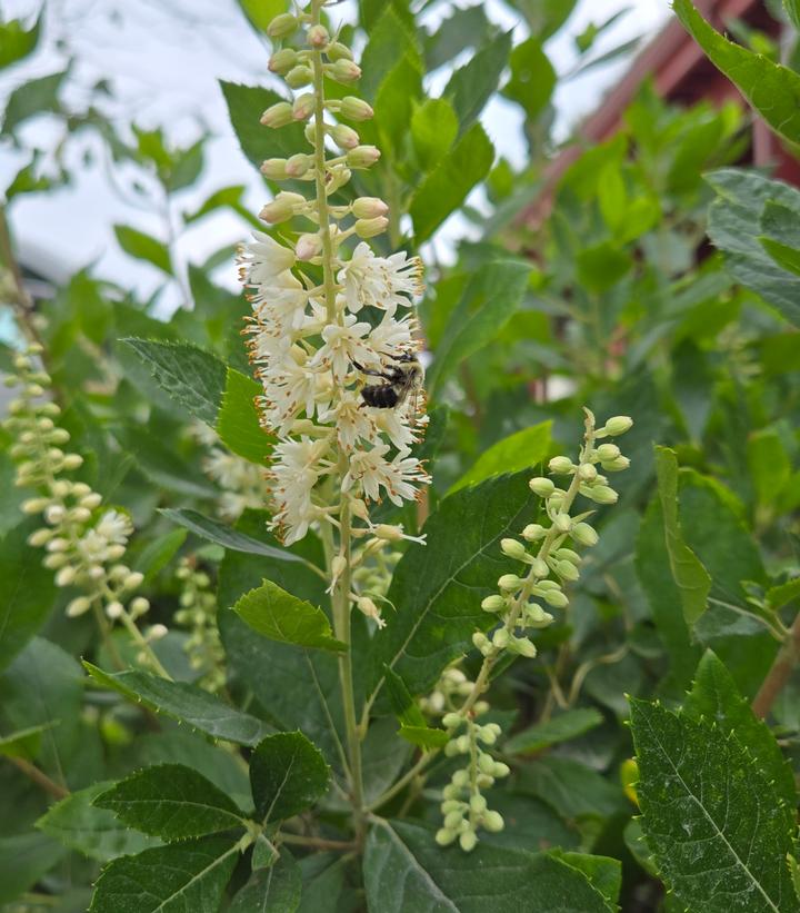 Clethra alnifolia 