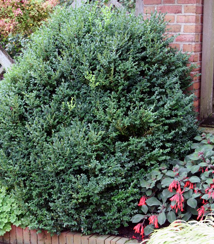 Buxus sempervirens x sinica var. insularis 'Green Mountain'
