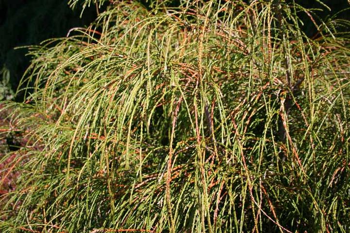 Thuja plicata Whipcord