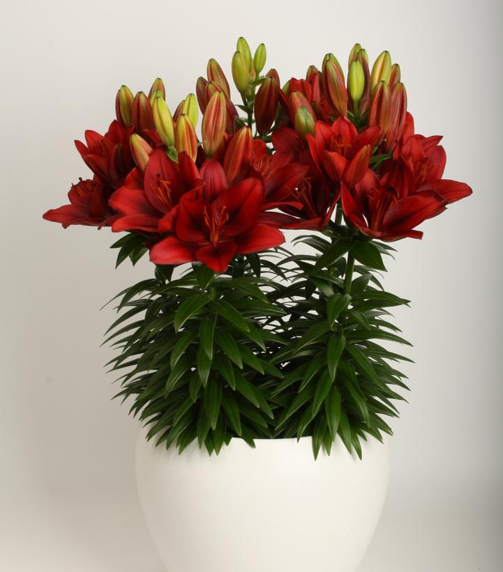 Asiatic Lily 'Lily Looks Tiny Rocket'- NO SHIP - – Braeheid Gardens Ltd.