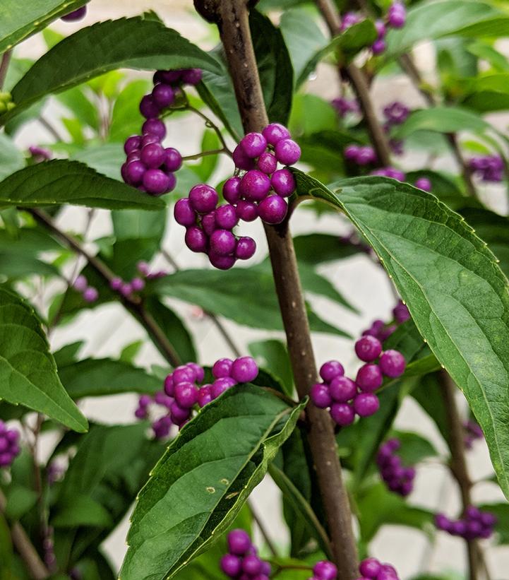 Callicarpa dich. Early Amethyst