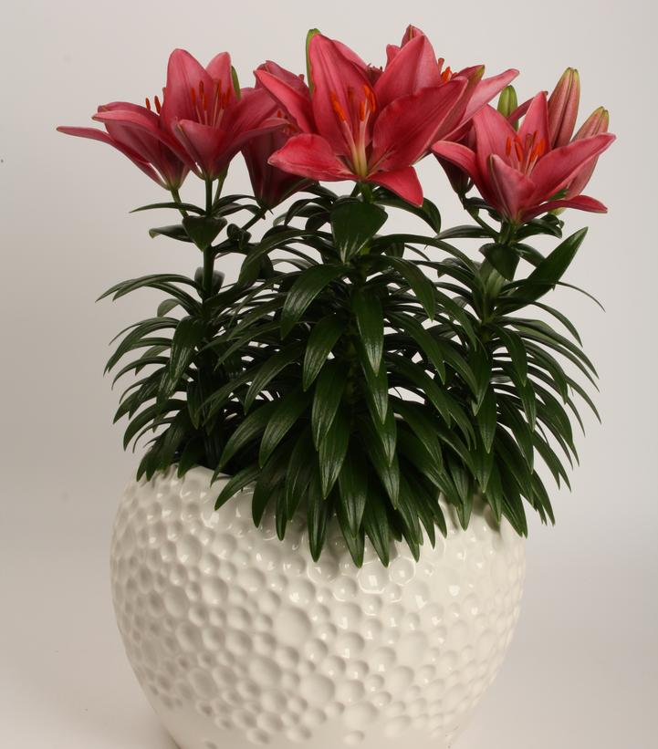 Lilium Tiny Pearl Tiny Pearl Lily from Prides Corner Farms