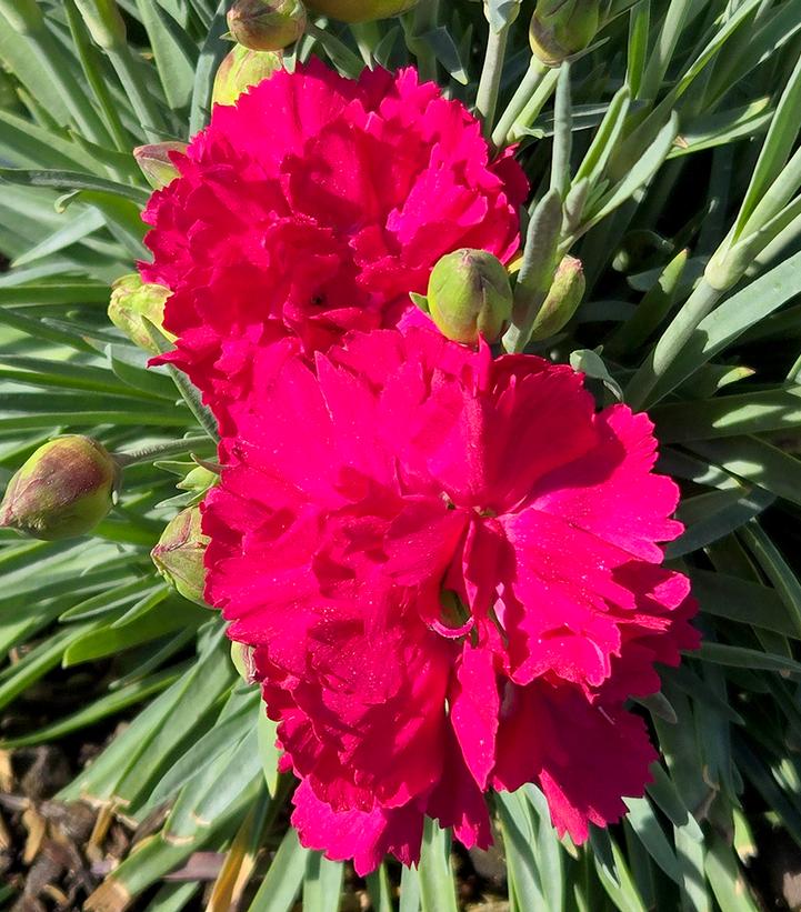 Dianthus x Fruit Punch® Fruit Punch® Cranberry Cocktail