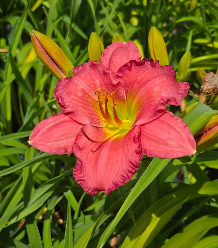 Hemerocallis Passionate Returns