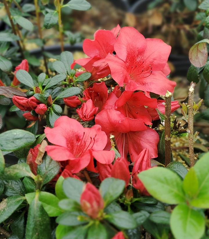 Azalea kaempferi 'Johanna'