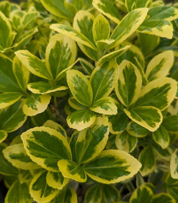 Euonymus japonicus Silver Queen