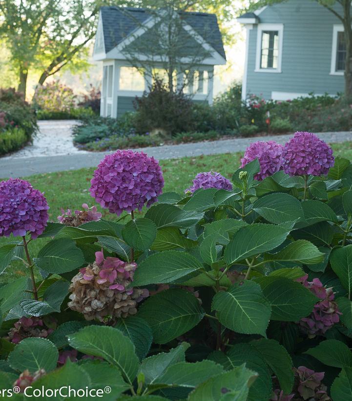 Hydrangea macrophylla Let's Dance® Rave®