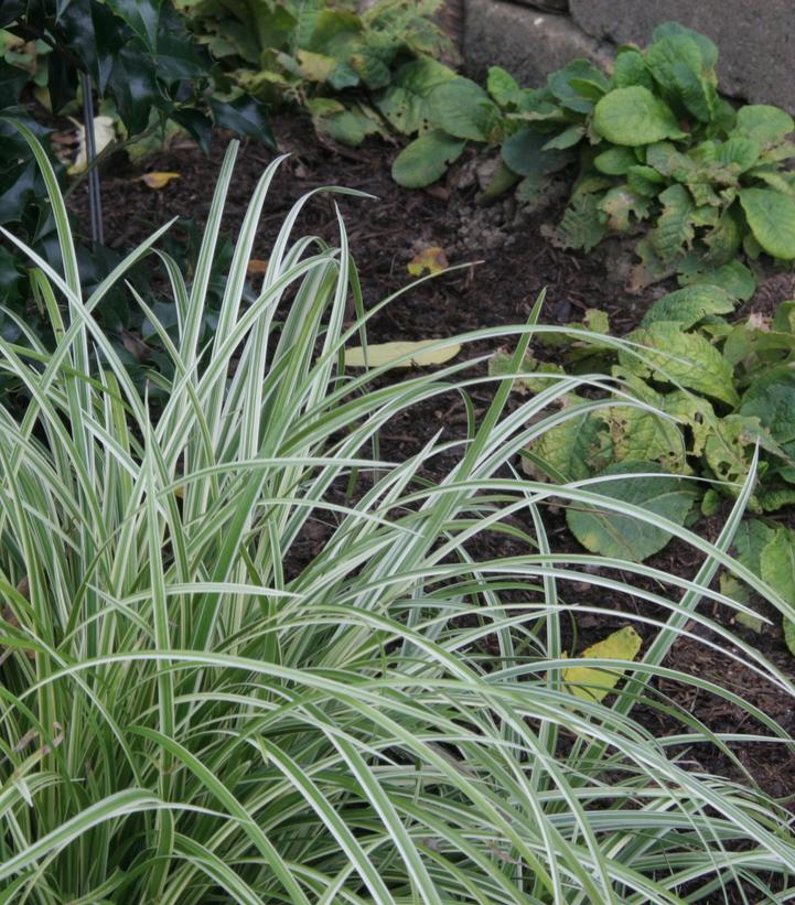 Carex morowii Silver Sceptre