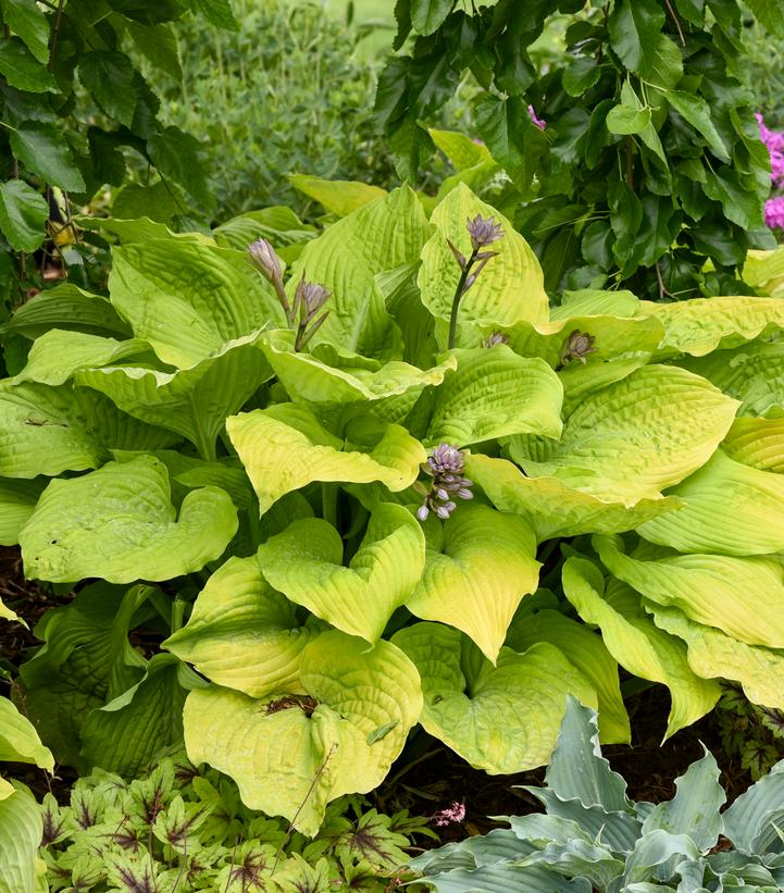 Hosta x Shadowland® Shadowland® 'Coast to Coast'