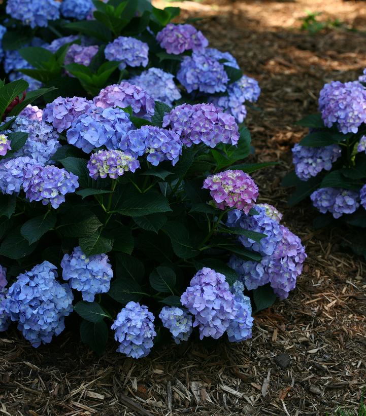 Hydrangea mac. Let's Dance® Let's Dance® Blue Jangles®