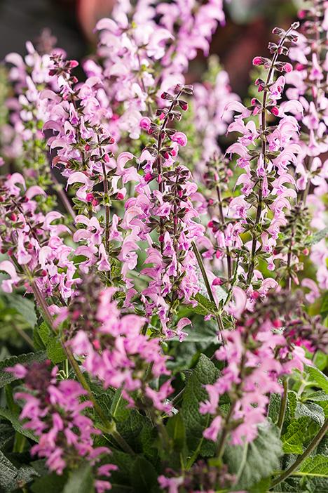 Salvia x Color Spires® Color Spires® 'Pink Dawn'